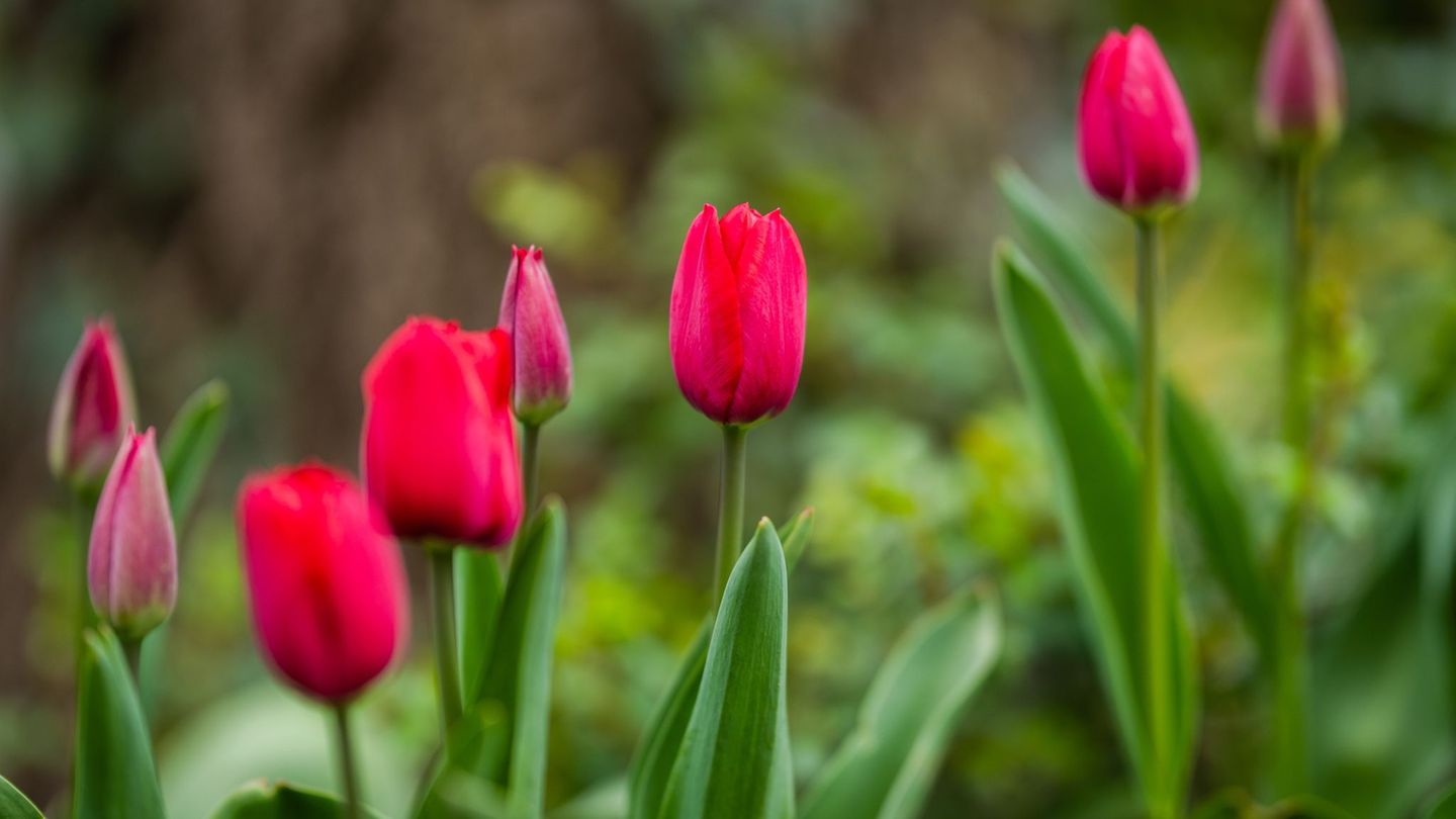 Wetter für die Feiertage: Ostereier können draußen versteckt werden