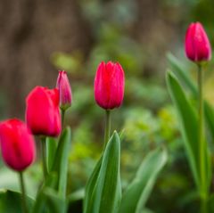 Eignen sich als Verstecke für kleine, leichte Eier: Tulpenblüten. Aber bitte nur die eigenen Pflanzen nehmen. Foto: Christoph Sc