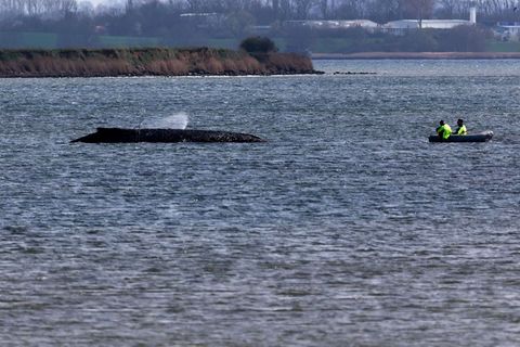 Einsatzkräfte der Feuerwehr benetzen den Rücken des Wals, der aus dem Wasser ragt