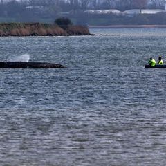 Einsatzkräfte der Feuerwehr benetzen den Rücken des Wals, der aus dem Wasser ragt