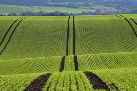 Ein Hund wird auf einem Feld in Apolda ausgesetzt. (Archivbild) Foto: Martin Schutt/dpa-Zentralbild/dpa