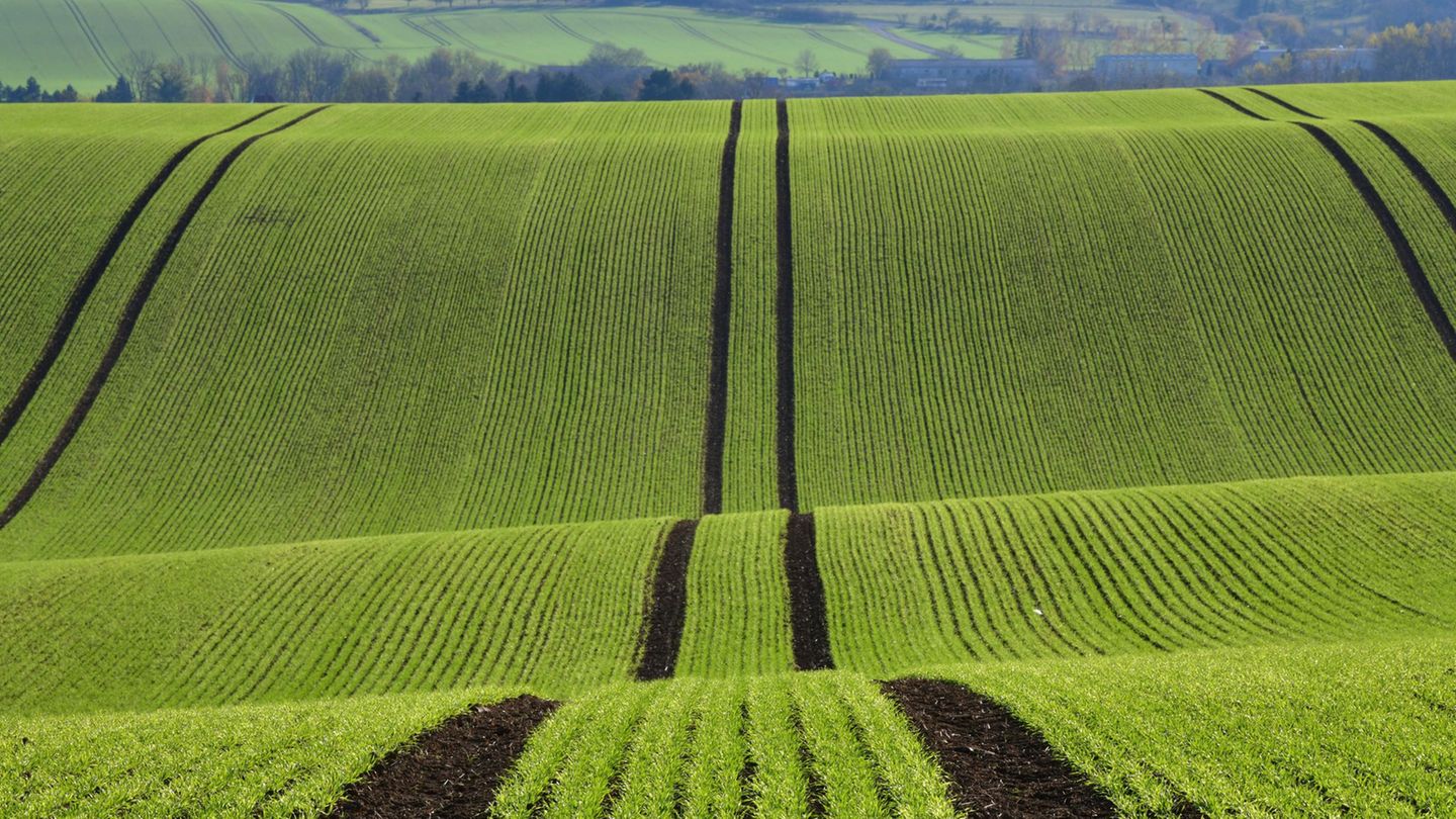 Ein Hund wird auf einem Feld in Apolda ausgesetzt. (Archivbild) Foto: Martin Schutt/dpa-Zentralbild/dpa