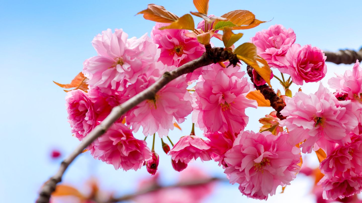 Zu Beginn der neuen Woche ist es in Nordrhein-Westfalen sonnig. (Symbolbild) Foto: Thomas Banneyer/dpa