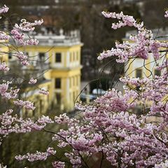 In Hessen meldet sich der Frühling zurück. (Symbolbild) Foto: Swen Pförtner/dpa
