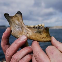 Teil eines menschlichen Unterkiefers, der aus dem Wrack von Dänemarks Flaggschiff „Dannebroge“ geborgen wurde