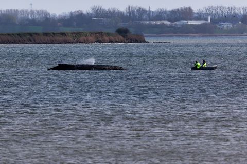 Einsatzkräfte der Feuerwehr benetzen den Rücken des Wals, der aus dem Wasser ragt. Foto: Marcus Golejewski/dpa