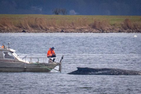 Zahlreiche Versuche scheiterten, den verletzten Wal zu retten