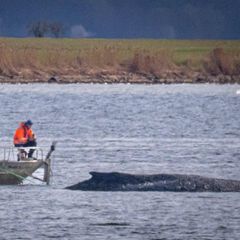 Zahlreiche Versuche scheiterten, den verletzten Wal zu retten