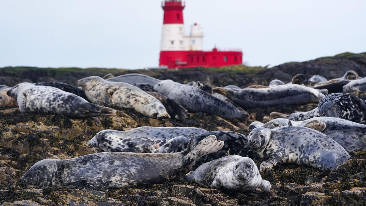Farne-Inseln, Großbritannien. Diese Kegelrobben haben es sich auf Longstone Island, einem Teil der Farne-Inseln, gemütlich gemacht. Die Inselgruppe im Nordosten Großbritanniens ist für die Tiere ein beliebter Rast- und Brutplatz. 