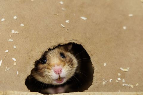 Ein Feldhamster-Weibchen beobachtet im NRW-Artenschutzzentrum aus der Öffnung der künstlichen Höhle die Umgebung. (Archivbild) F