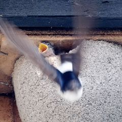 Die ersten Schwalben sind kurz vor Ostern aus ihren Winterquartieren zurück in Sachsen (Archivbild). Foto: Sebastian Willnow/dpa