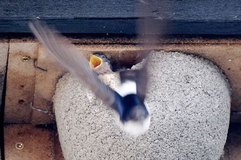 Die ersten Schwalben sind kurz vor Ostern aus ihren Winterquartieren zurück in Sachsen (Archivbild). Foto: Sebastian Willnow/dpa