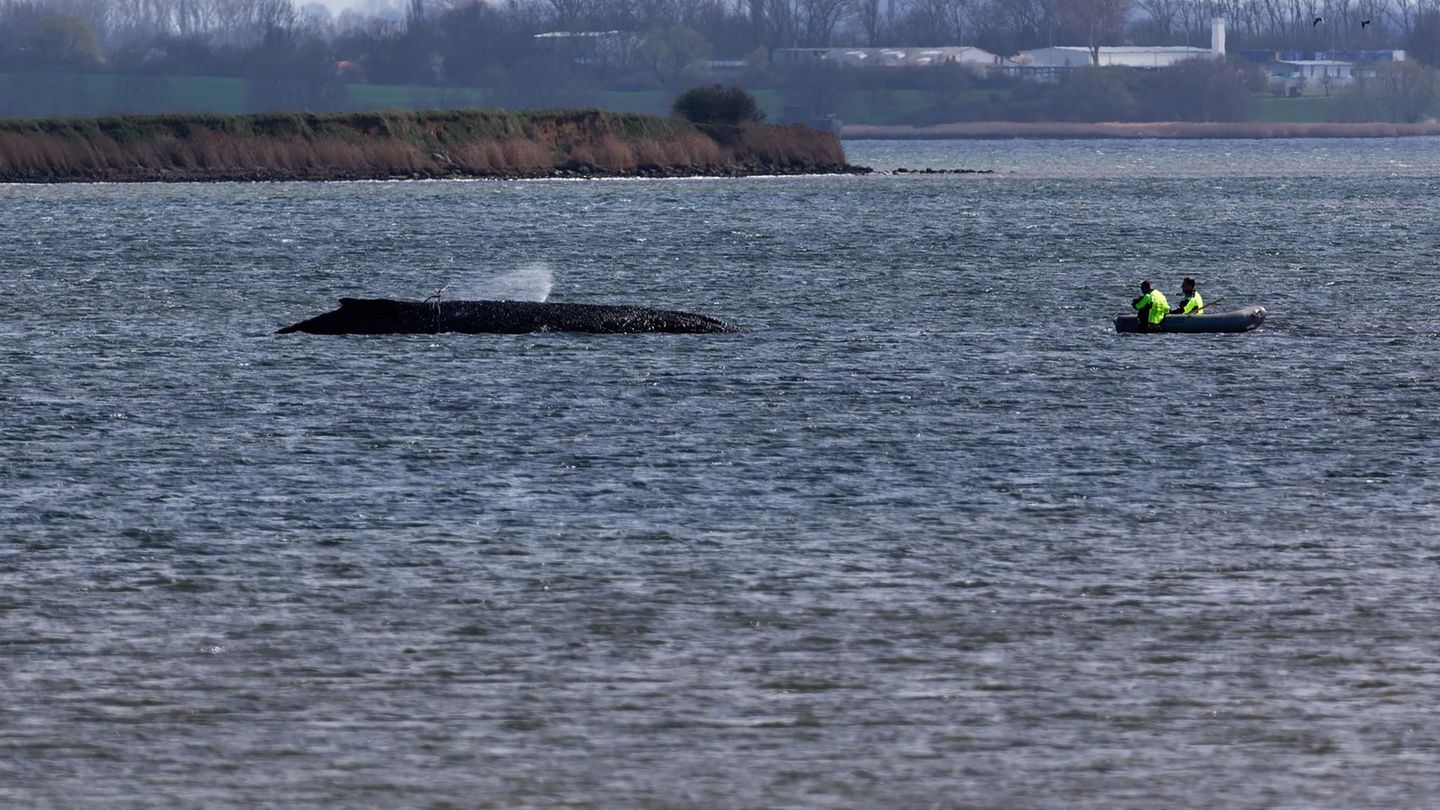 Ostseeküste: Experten prüfen Rettung des Wals bei Wismar mit Katamaran