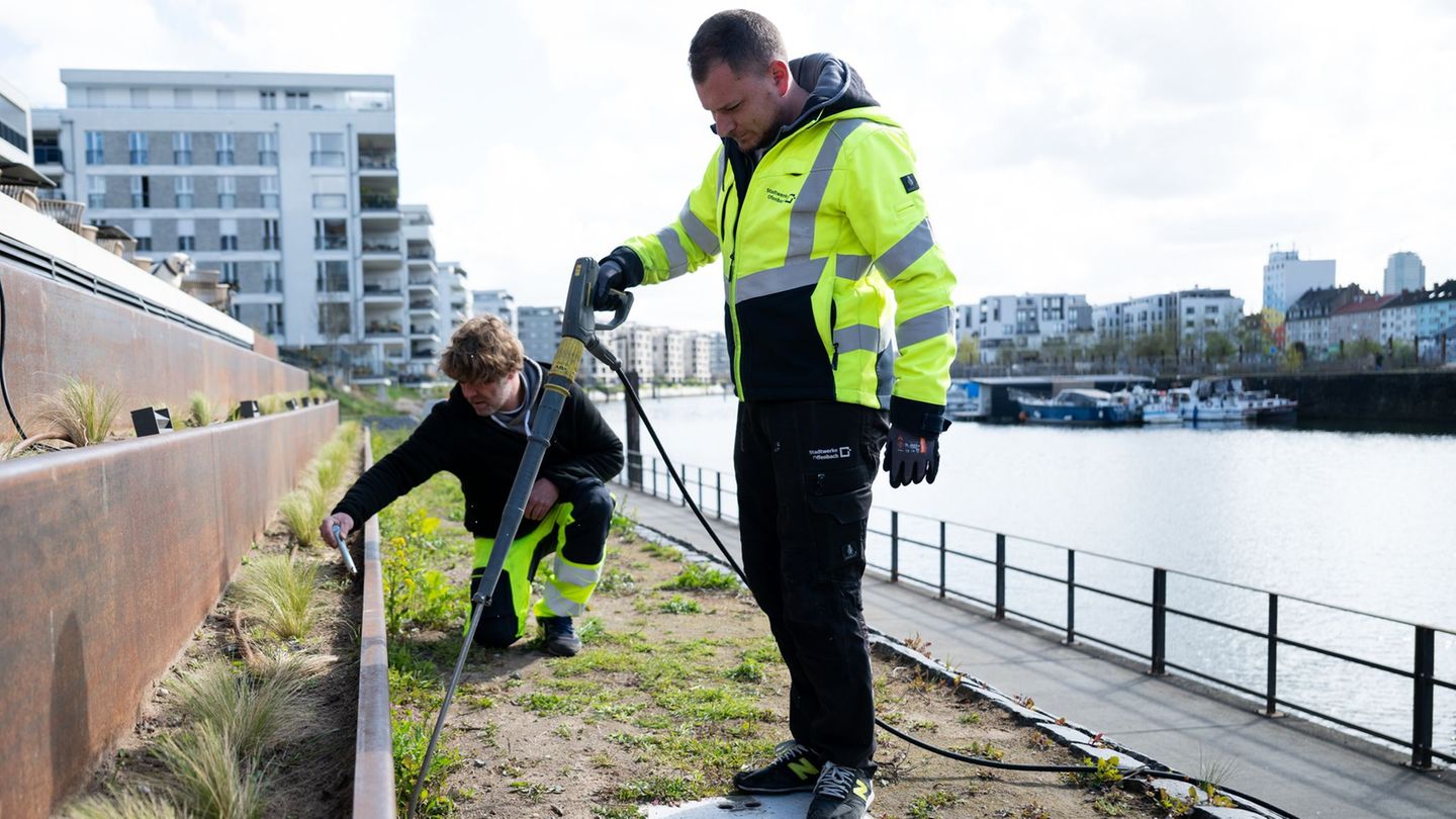 Invasive Art: Brände und Schäden: Mit Wasser gegen die Drüsenameise