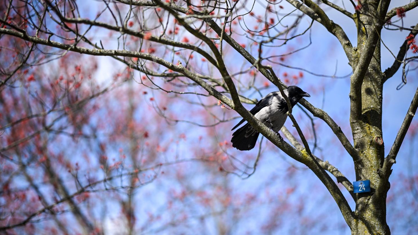 Viele Vögel sind aus ihren Winterquartieren zurückgekehrt. (Archivbild) Foto: Britta Pedersen/dpa