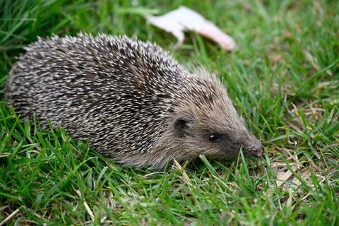 Igel