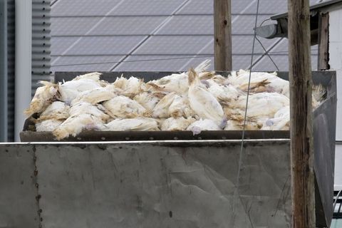 Die Folge einer Infektion mit Geflügelpest sind für die Tiere gravierend: Der Bestand eines infizierten Betriebs muss in der Reg