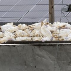 Die Folge einer Infektion mit Geflügelpest sind für die Tiere gravierend: Der Bestand eines infizierten Betriebs muss in der Reg