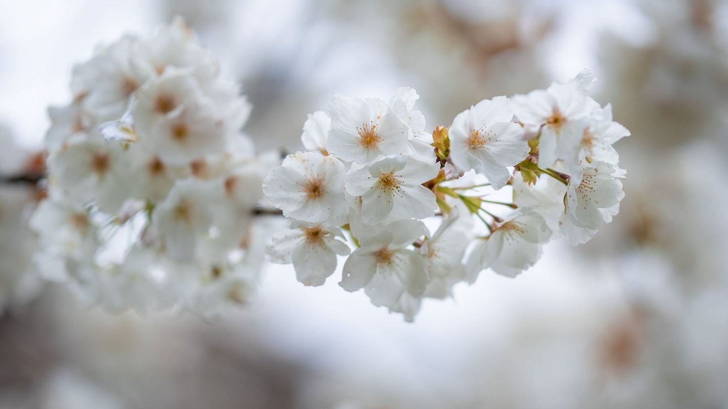 Wetter in Baden-Württemberg: Ostermontag bringt Sonne und bis zu 21 Grad im Südwesten