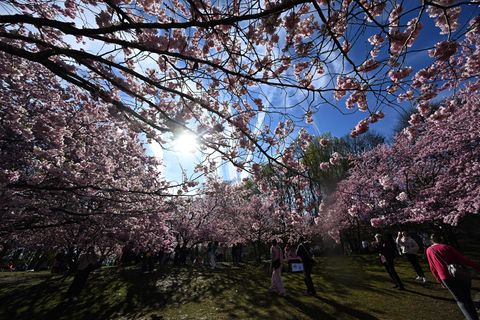 Im Münchner Olympiapark blühen bereits die Bäume. Foto: Felix Hörhager/dpa