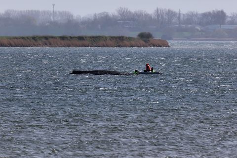 Auch in der Nacht beobachtete die Polizei den Buckelwal weiter. (Archivbild) Foto: Marcus Golejewski/dpa