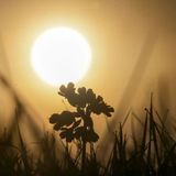 Uttenweiler, Deutschland. An diesem Frühlingsmorgen steigt die Sonne über einer Wiese auf, während sich eine einzelne Schlüsselblume als dunkle Silhouette abzeichnet.