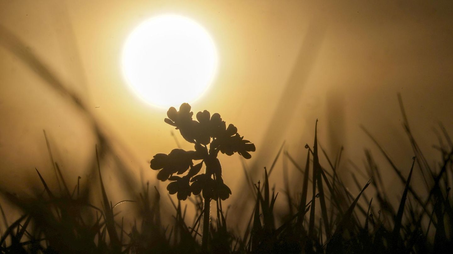 Uttenweiler, Deutschland. An diesem Frühlingsmorgen steigt die Sonne über einer Wiese auf, während sich eine einzelne Schlüsselblume als dunkle Silhouette abzeichnet.