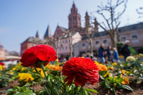 Die Sonne wird in den nächsten Tagen zur ständigen Begleiterin. (Symbolbild) Foto: Andreas Arnold/dpa