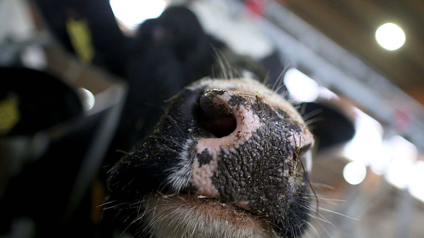 Nach dem Melken: Landwirtin wird von Kuh gegen Wand gedrückt und verletzt