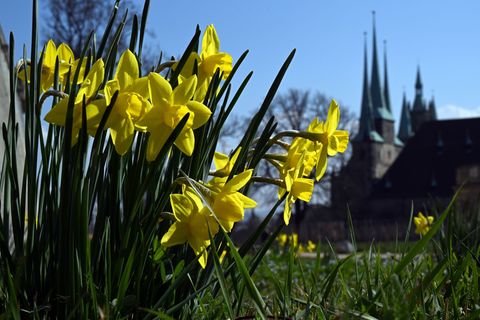 Im Sachsen, Sachsen-Anhalt und Thüringen zeigt sich in dieser Woche oft die Sonne. (Archivbild) Foto: Martin Schutt/dpa