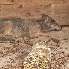 Der vor einer Woche mitten in Hamburg eingefangene Wolf ist wieder frei. Er sei am Ostersonntag ausgewildert worden, teilte die