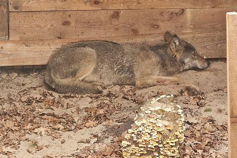 Der vor einer Woche mitten in Hamburg eingefangene Wolf ist wieder frei. Er sei am Ostersonntag ausgewildert worden, teilte die