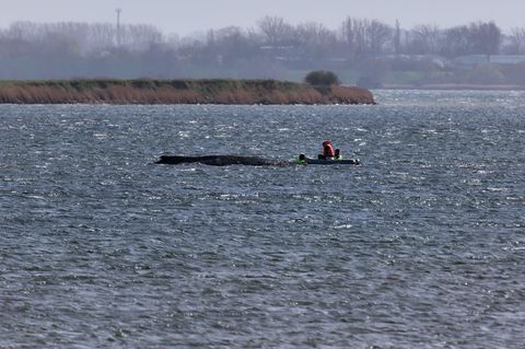 Katamaran-Einsatz in Ostsee? Das macht die Buckelwal-Bergung so kompliziert