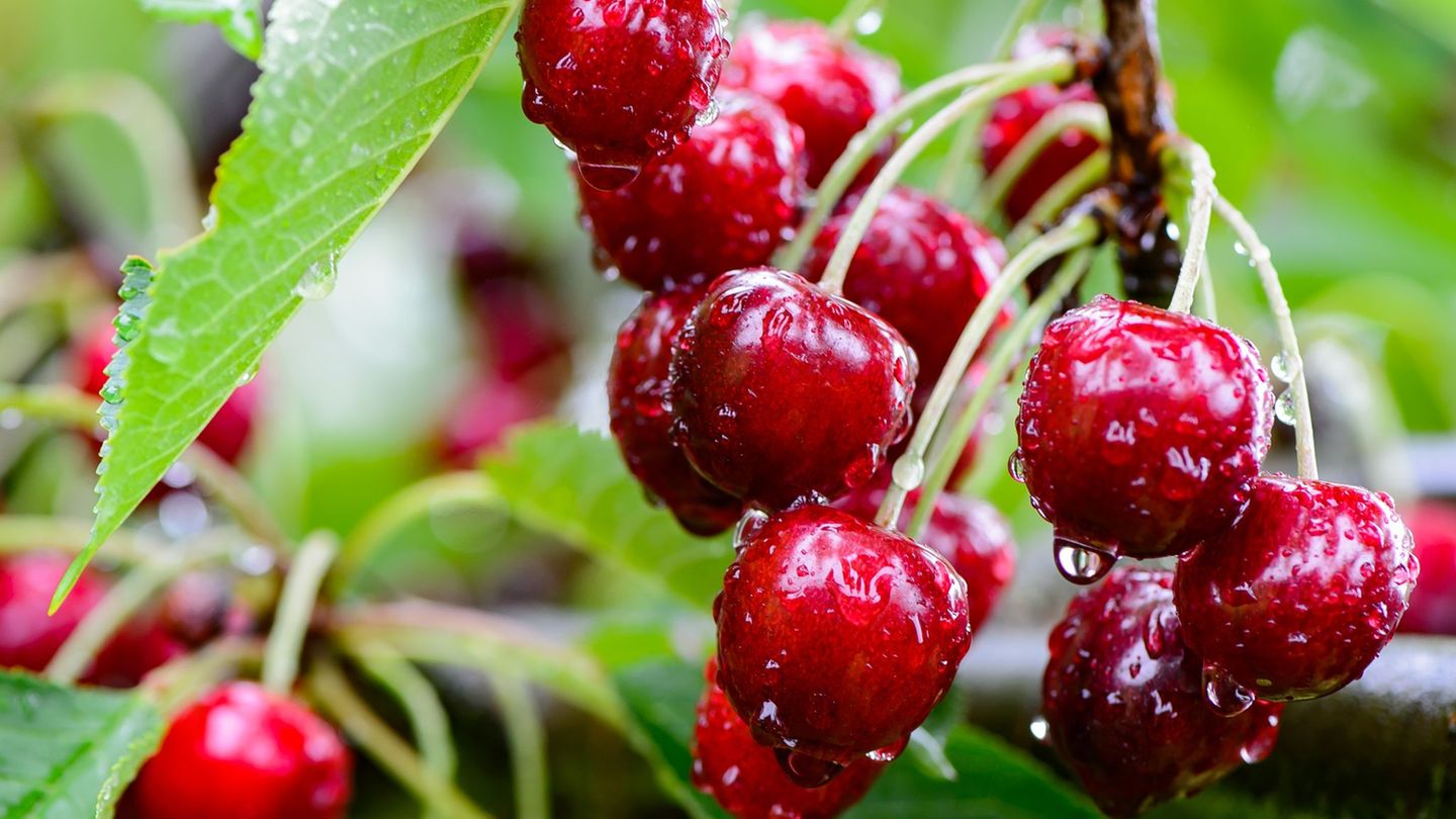 Hessens Kirschbauern kämpfen mit steigenden Kosten und Wetterextremen. (Symbolfoto) Foto: Swen Pförtner/dpa