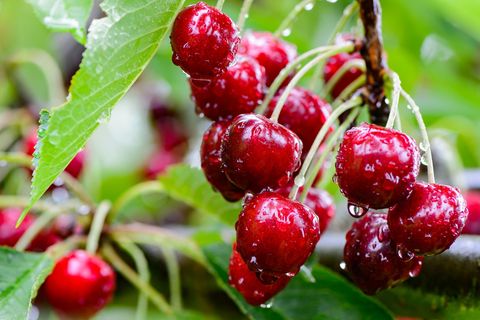 Hessens Kirschbauern kämpfen mit steigenden Kosten und Wetterextremen. (Symbolfoto) Foto: Swen Pförtner/dpa