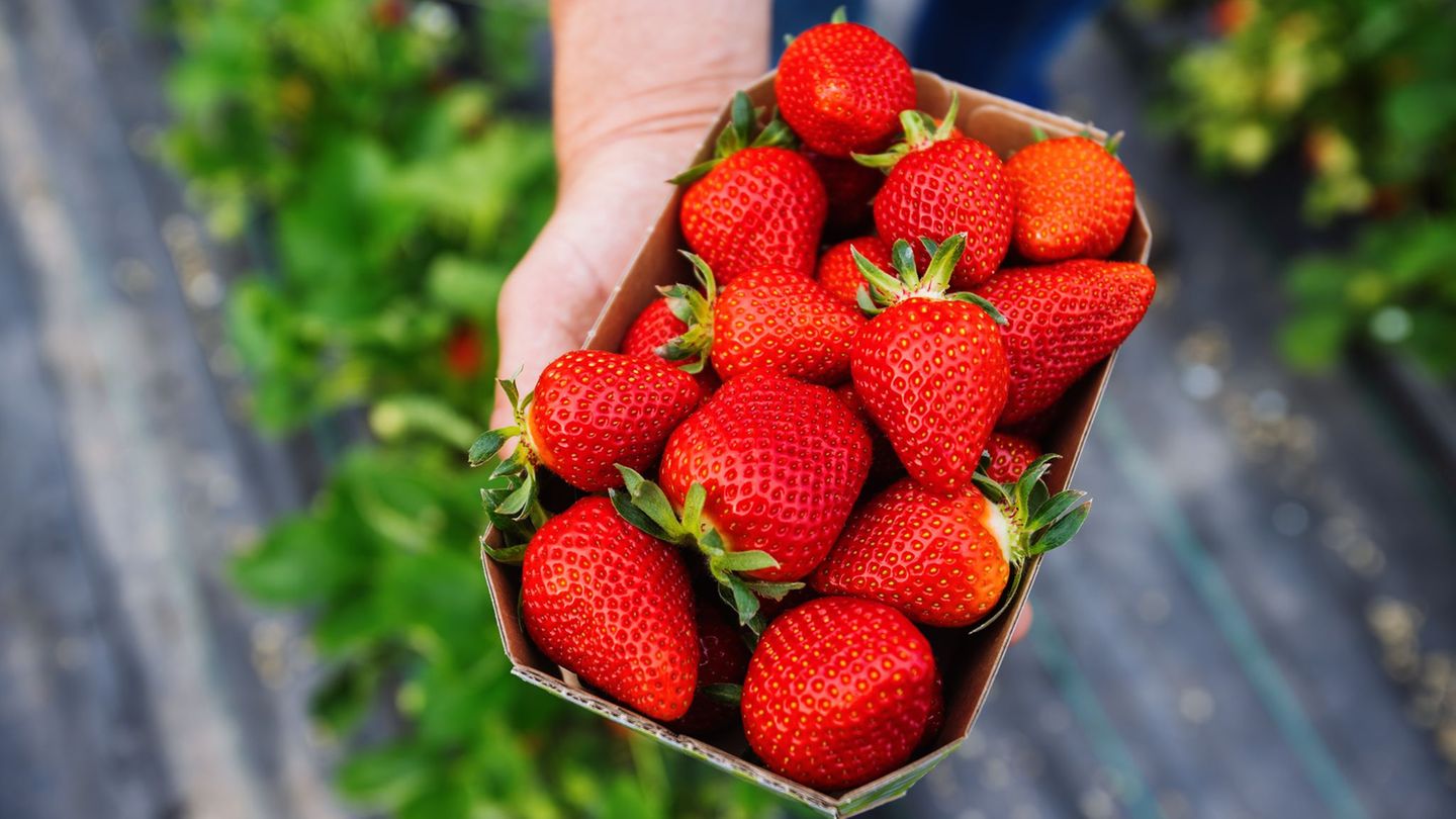 Bald wird es die ersten Erdbeeren der Saison geben. (Archivbild) Foto: Philipp von Ditfurth/dpa