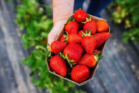 Bald wird es die ersten Erdbeeren der Saison geben. (Archivbild) Foto: Philipp von Ditfurth/dpa
