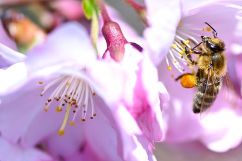 In Bayern ist der Frühling zurückgekehrt. (Archivbild) Foto: Sven Hoppe/dpa