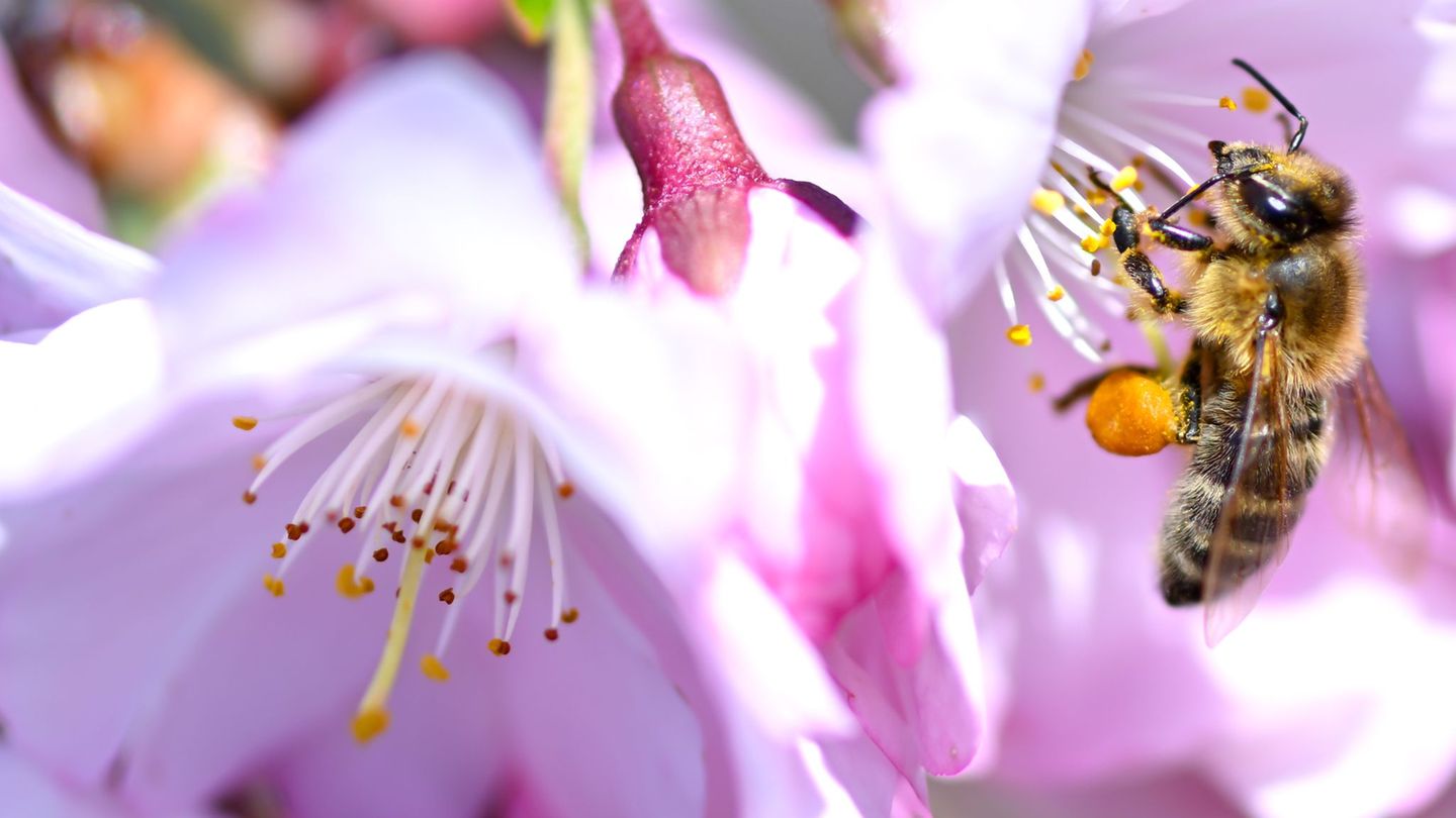 In Bayern ist der Frühling zurückgekehrt. (Archivbild) Foto: Sven Hoppe/dpa