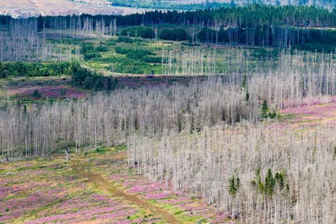 Der Borkenkäfer, Trockenheit und Sturmschäden setzen dem Wald im Harz zu. (Symbolbild) Foto: Julian Stratenschulte/dpa