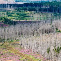 Der Borkenkäfer, Trockenheit und Sturmschäden setzen dem Wald im Harz zu. (Symbolbild) Foto: Julian Stratenschulte/dpa