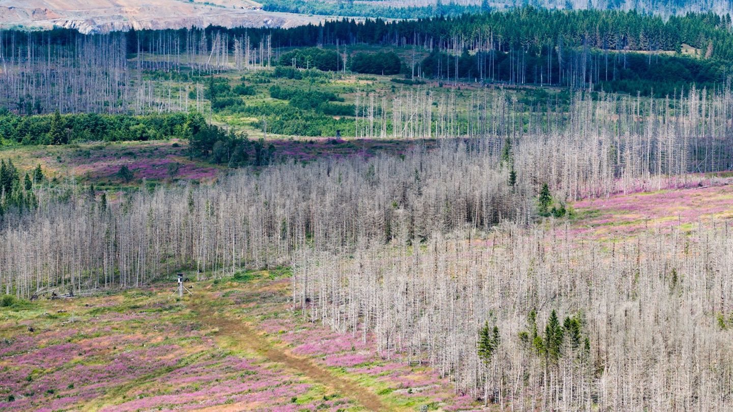 Der Borkenkäfer, Trockenheit und Sturmschäden setzen dem Wald im Harz zu. (Symbolbild) Foto: Julian Stratenschulte/dpa