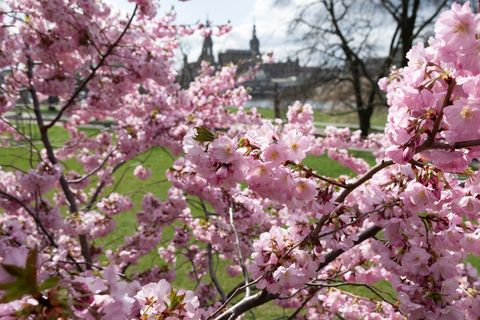 In Sachen erwartet der Wetterdienst viel Sonne. (Archivbild) Foto: Sebastian Kahnert/dpa