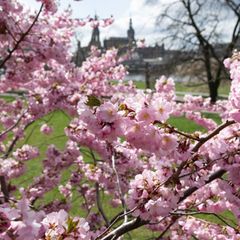 In Sachen erwartet der Wetterdienst viel Sonne. (Archivbild) Foto: Sebastian Kahnert/dpa