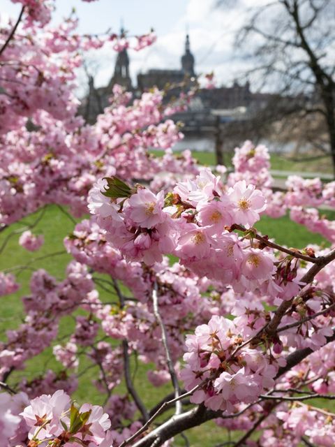 In Sachen erwartet der Wetterdienst viel Sonne. (Archivbild) Foto: Sebastian Kahnert/dpa
