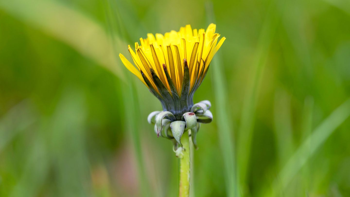 In den kommenden Tagen soll es in NRW sonnig werden. (Archivbild) Foto: Thomas Banneyer/dpa