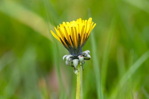 In den kommenden Tagen soll es in NRW sonnig werden. (Archivbild) Foto: Thomas Banneyer/dpa