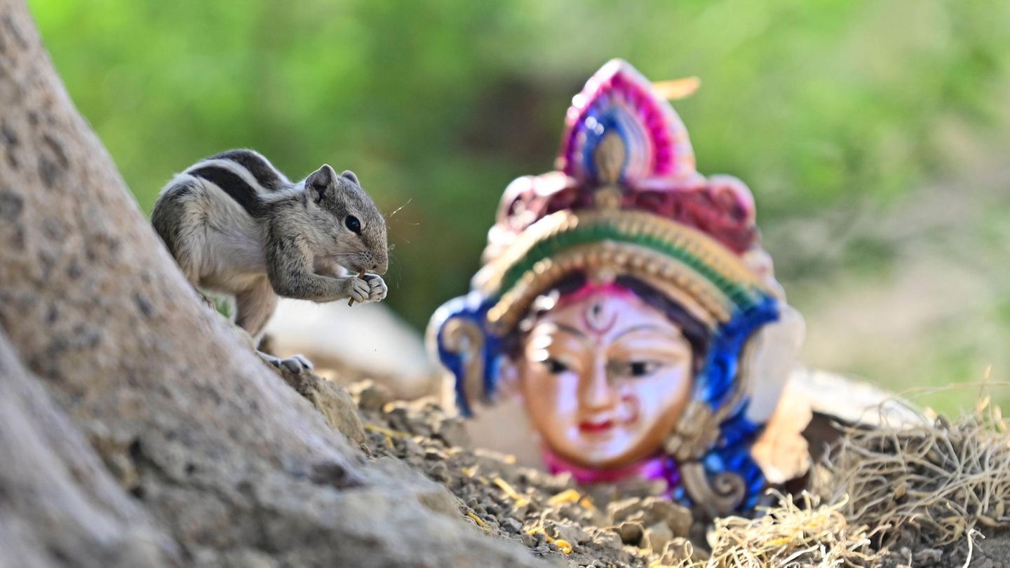 Prayagraj, Indien. Im Hinduismus ist es verbreitet, Speisen als Opfergaben für Gottheiten auszulegen. Hier bedient sich ein freches Streifenhörnchen an bereitgestellter Nahrung, die vermutlich nicht für das Tier gedacht war. In Indien wird derzeit Hanuman Jayanti gefeiert – ein wichtiges Fest zu Ehren des Affengottes Hanuman.