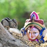 Prayagraj, Indien. Im Hinduismus ist es verbreitet, Speisen als Opfergaben für Gottheiten auszulegen. Hier bedient sich ein freches Streifenhörnchen an bereitgestellter Nahrung, die vermutlich nicht für das Tier gedacht war. In Indien wird derzeit Hanuman Jayanti gefeiert – ein wichtiges Fest zu Ehren des Affengottes Hanuman.