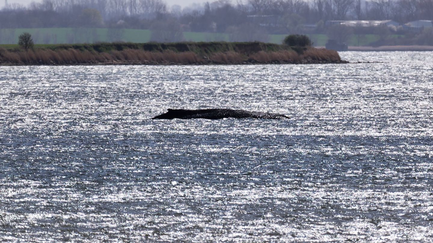 Rund um die Uhr sind Einsatzkräfte an der Küste, um den Wal zu beobachten. Foto: Marcus Golejewski/dpa